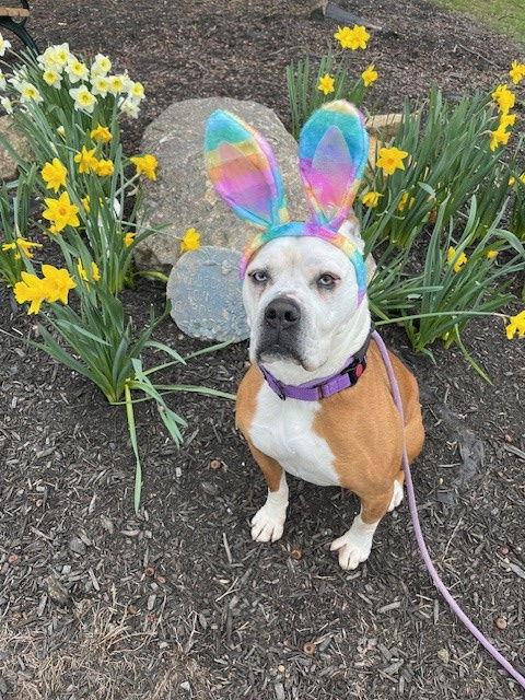 Violet Beauregarde Lonestar, Adoptable, Adult Female Boxer.