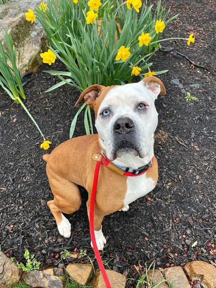 Violet Beauregarde Lonestar, a Adoptable Boxer in Rockaway, NJ image 3/3