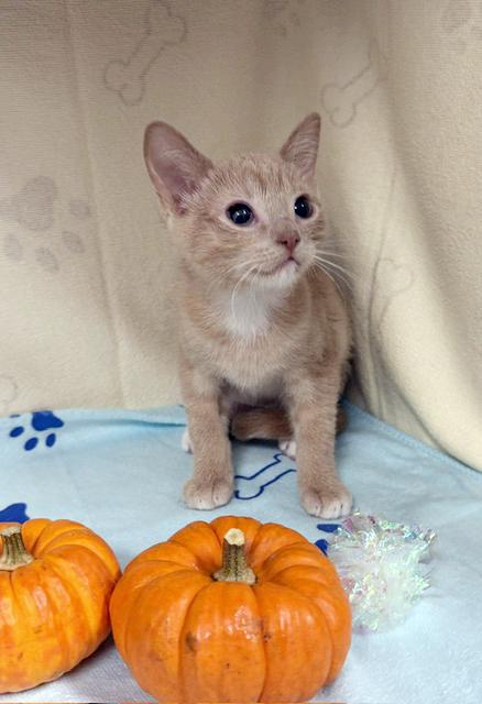 Birdy, Adoptable, Kitten Female Domestic Short Hair & Tiger.