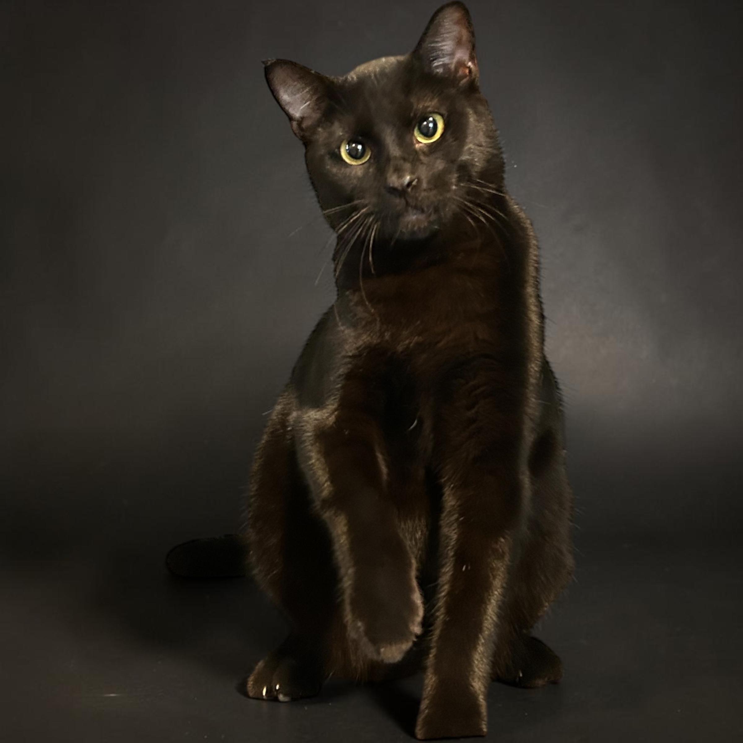 Pico, a ADOPTABLE Domestic Short Hair in Tulsa, OK image 3/4