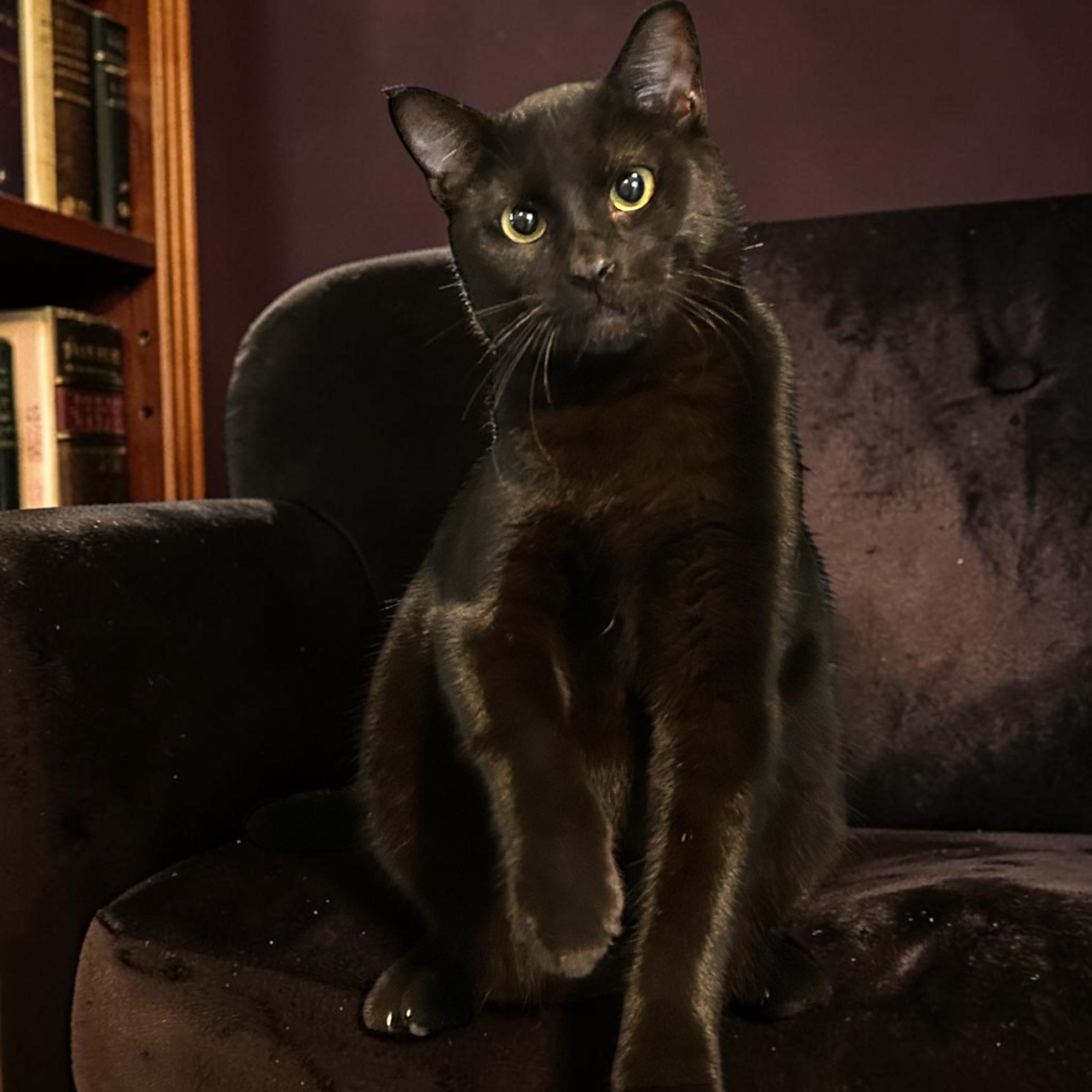 Pico, a ADOPTABLE Domestic Short Hair in Tulsa, OK image 1/4