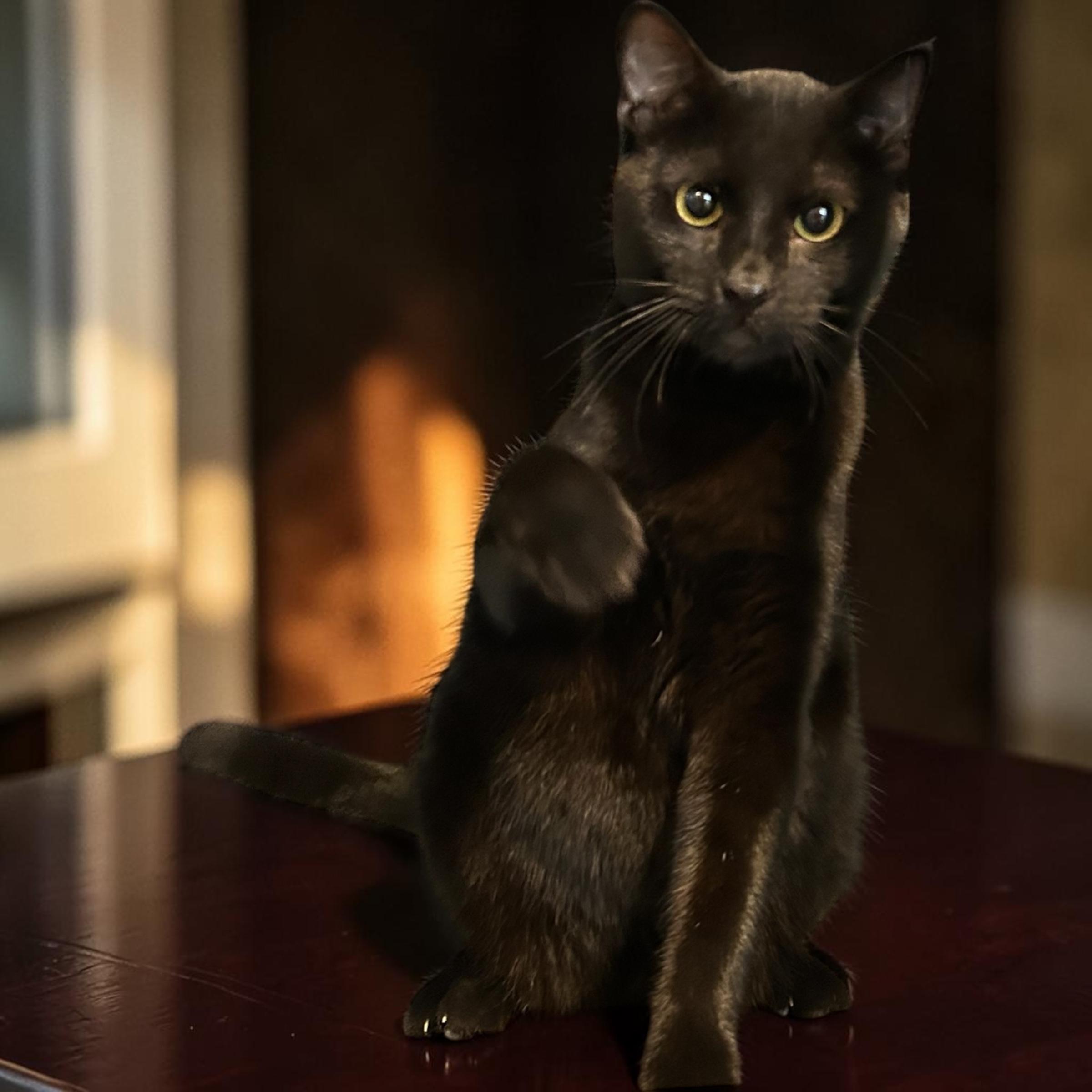 Pico, a ADOPTABLE Domestic Short Hair in Tulsa, OK image 2/4