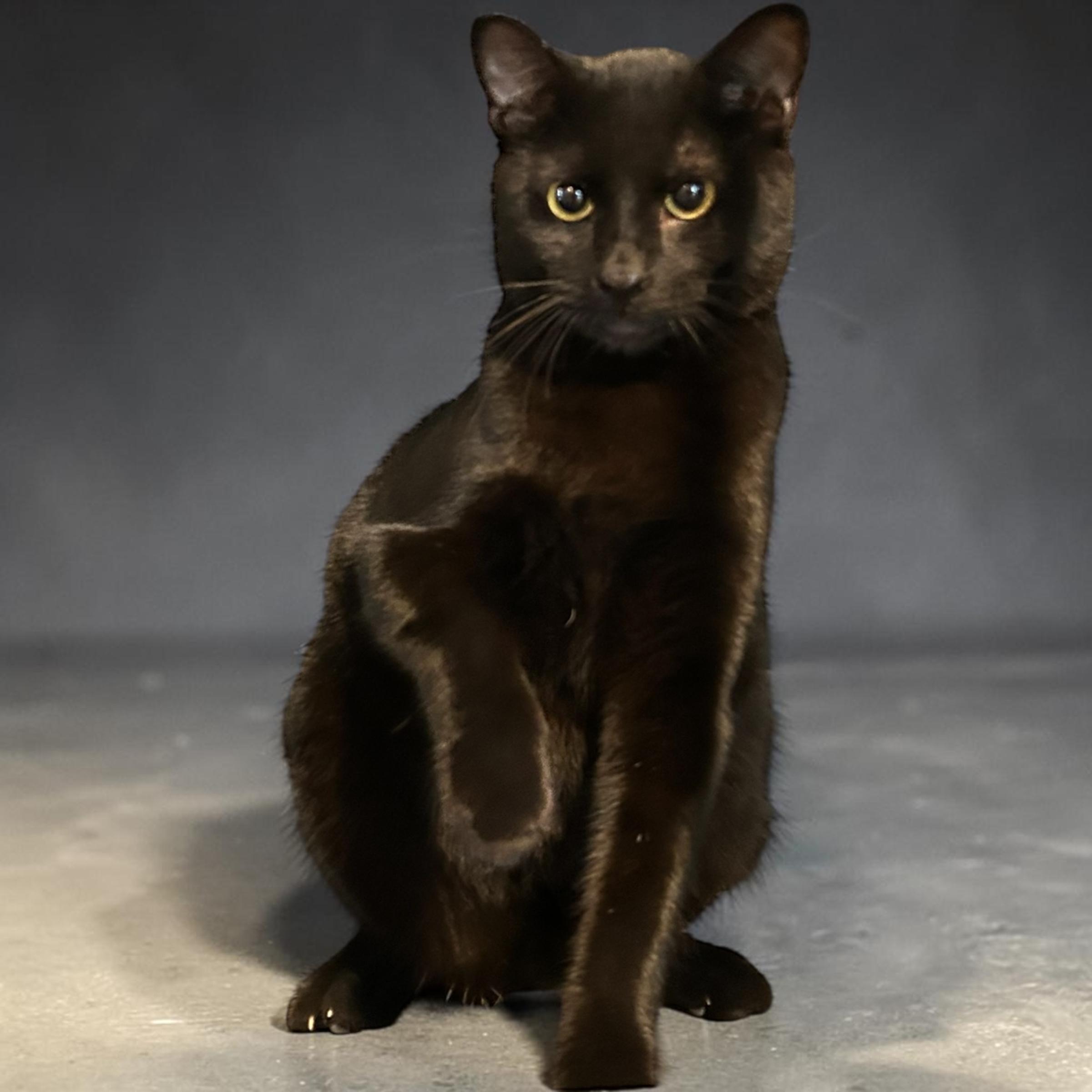 Pico, a ADOPTABLE Domestic Short Hair in Tulsa, OK image 4/4