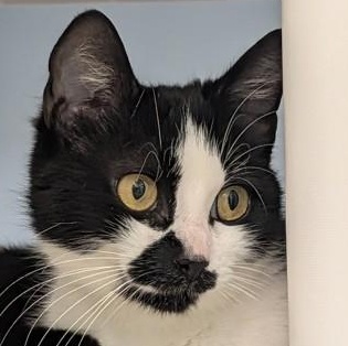 Dolly, ADOPTABLE, Young Female Domestic Short Hair.