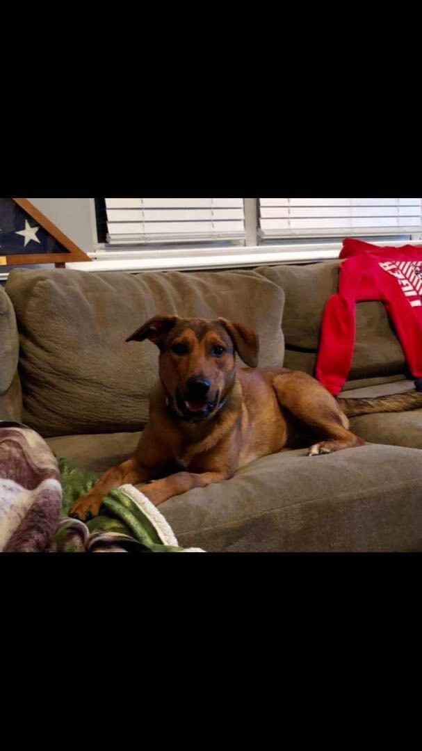 Tucker , Adopted, Young Male Shepherd.