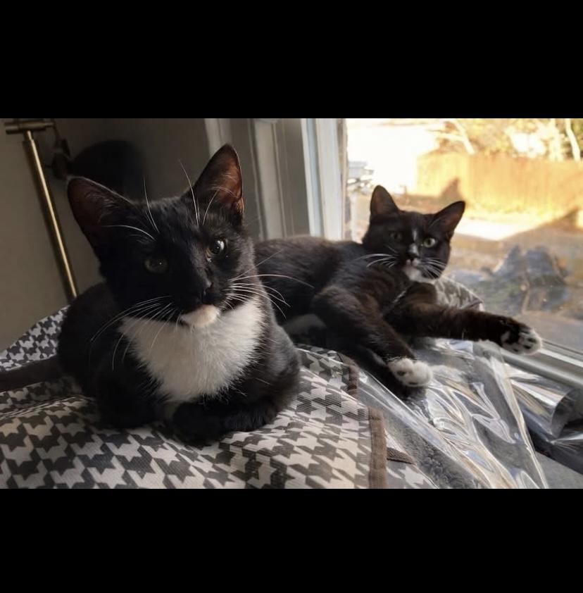 Apple Bears, ADOPTABLE, Kitten Male Burmese & Manx.