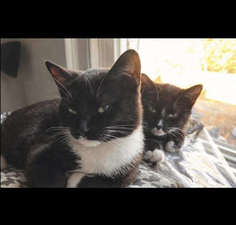 Enlarge Apple Bears, a ADOPTABLE mixed breed in Philadelphia, PA image 2/2