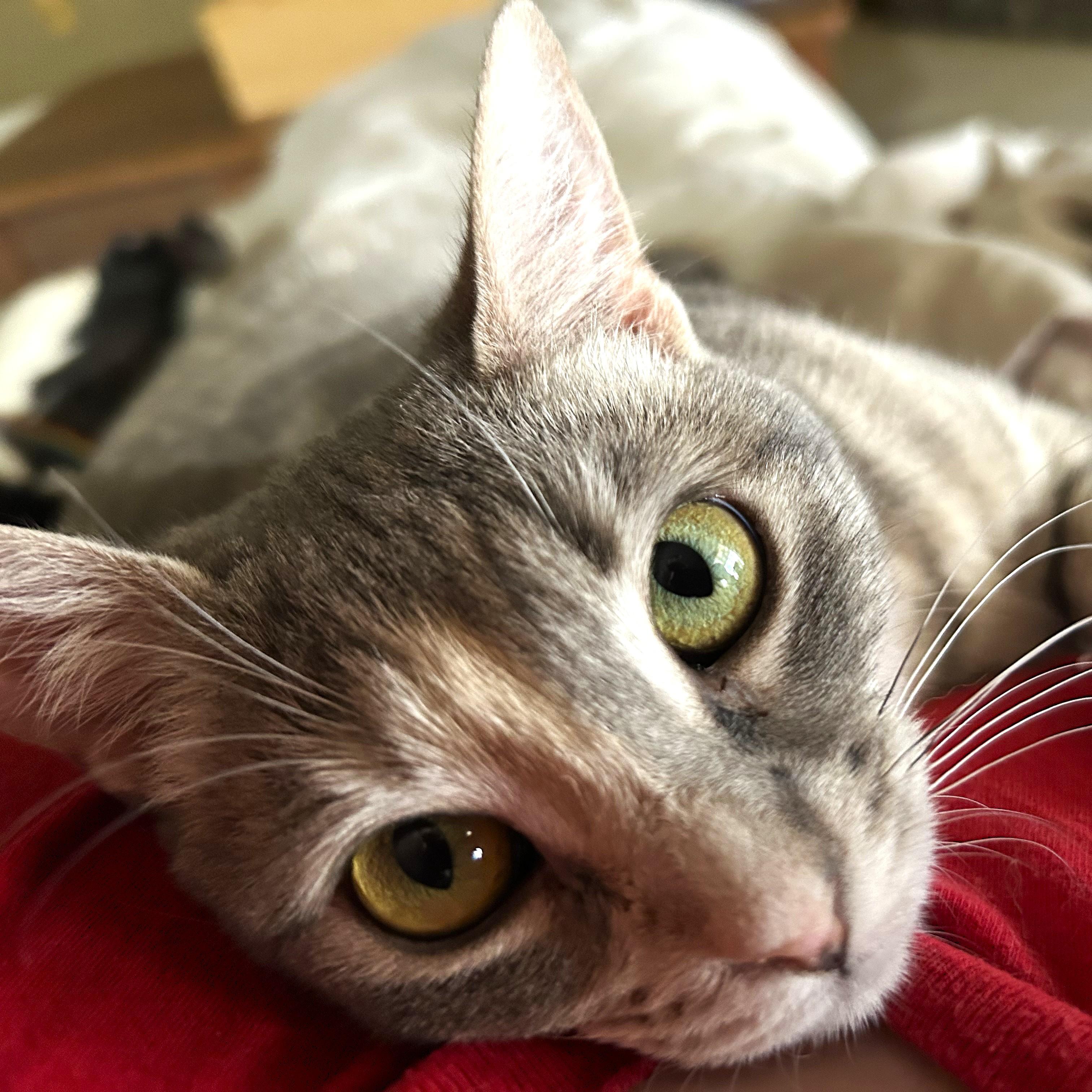 Sora, ADOPTABLE, Young Female Tabby & Domestic Short Hair.