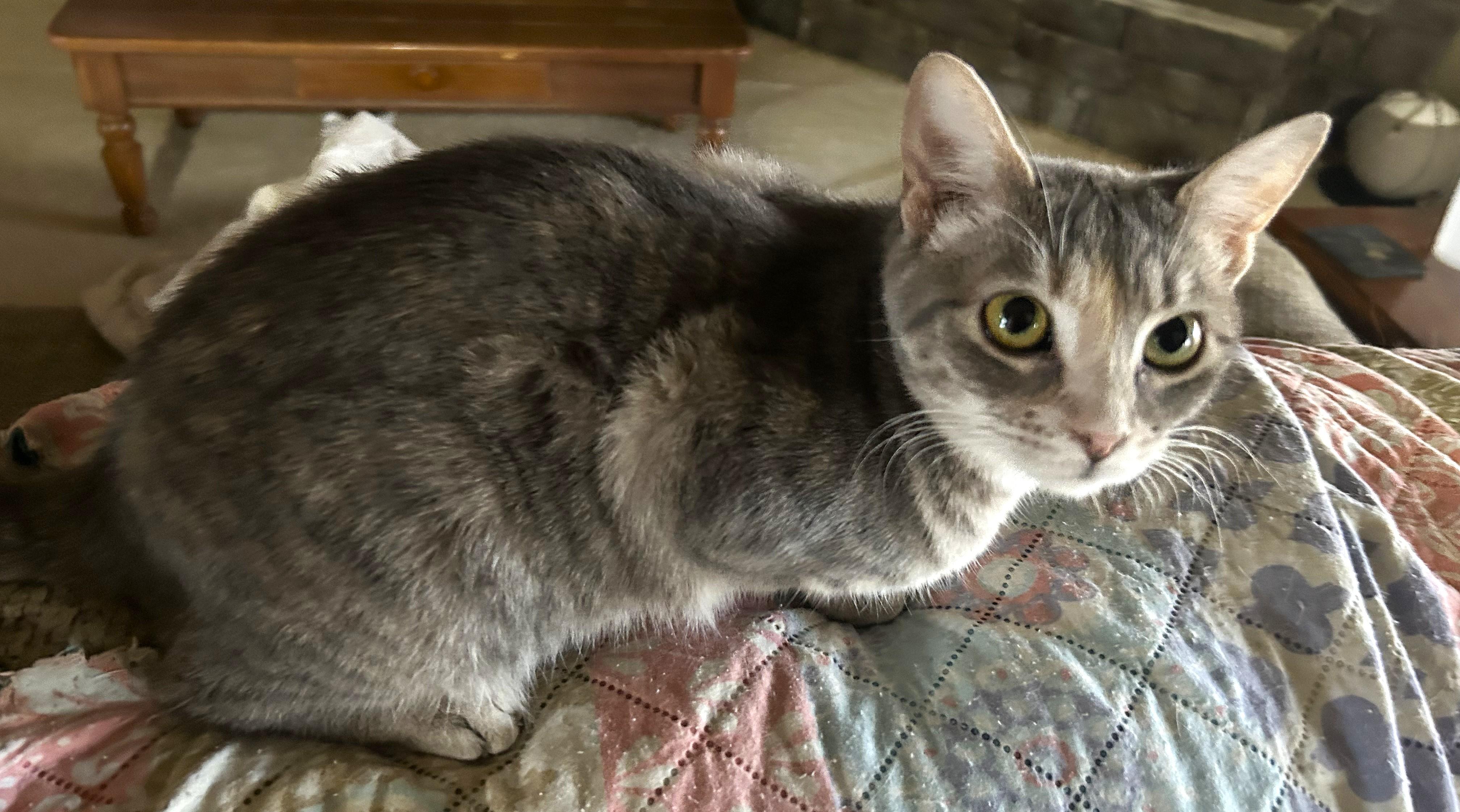 Sora, a ADOPTABLE mixed breed in Smithfield, NC image 2/4