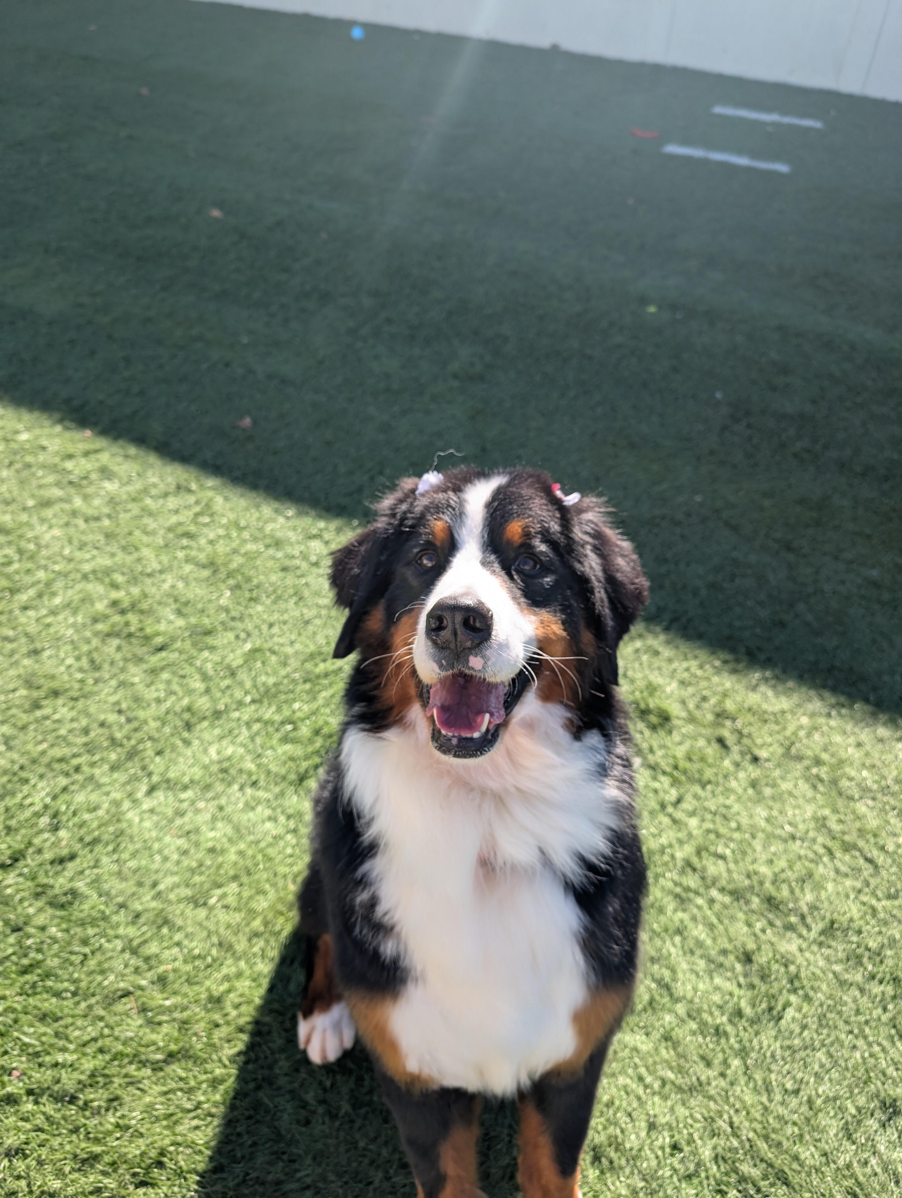 Roxy2, a Adopted Bernese Mountain Dog in Frenchtown , NJ image 3/3