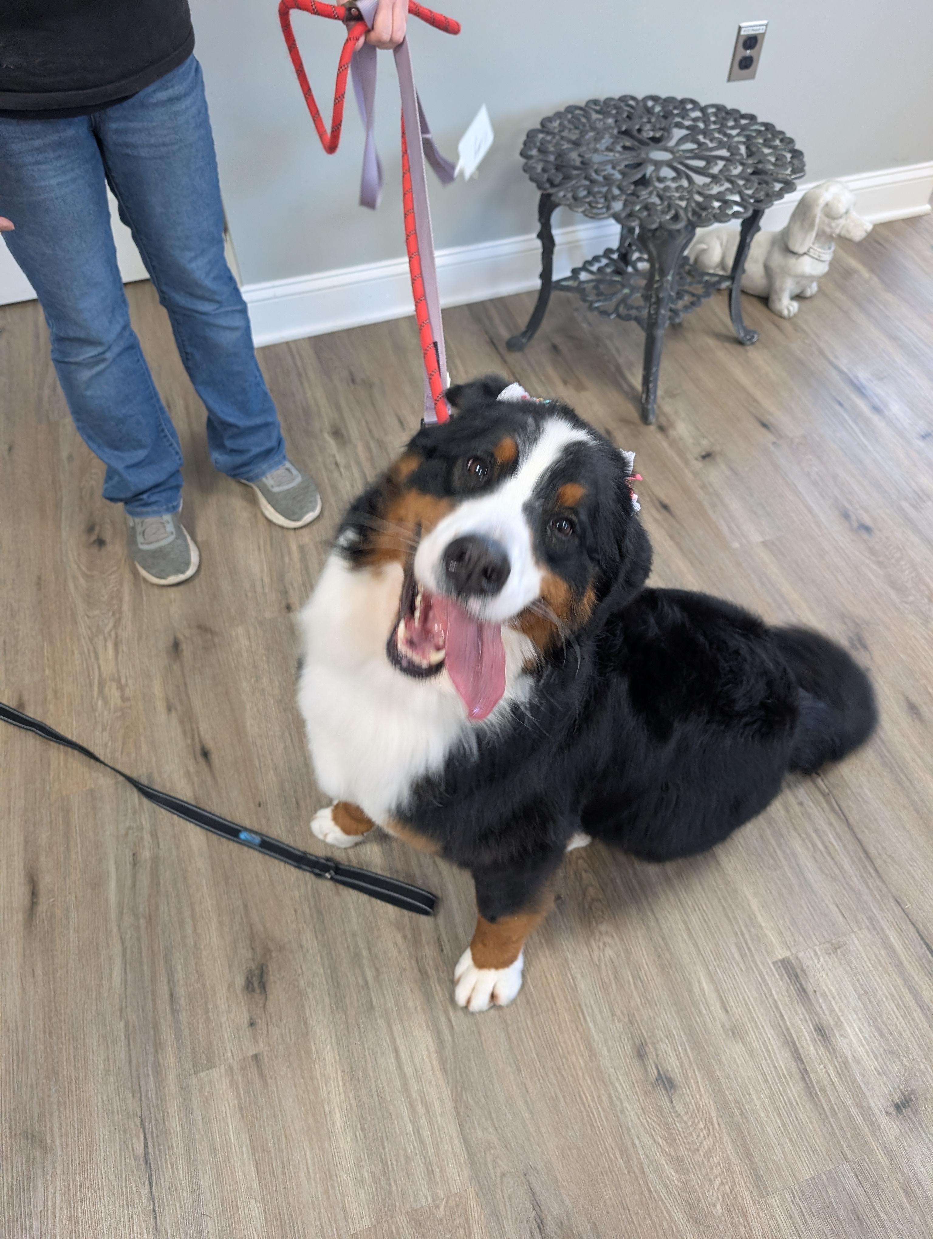 Roxy2, a Adopted Bernese Mountain Dog in Frenchtown , NJ image 1/3