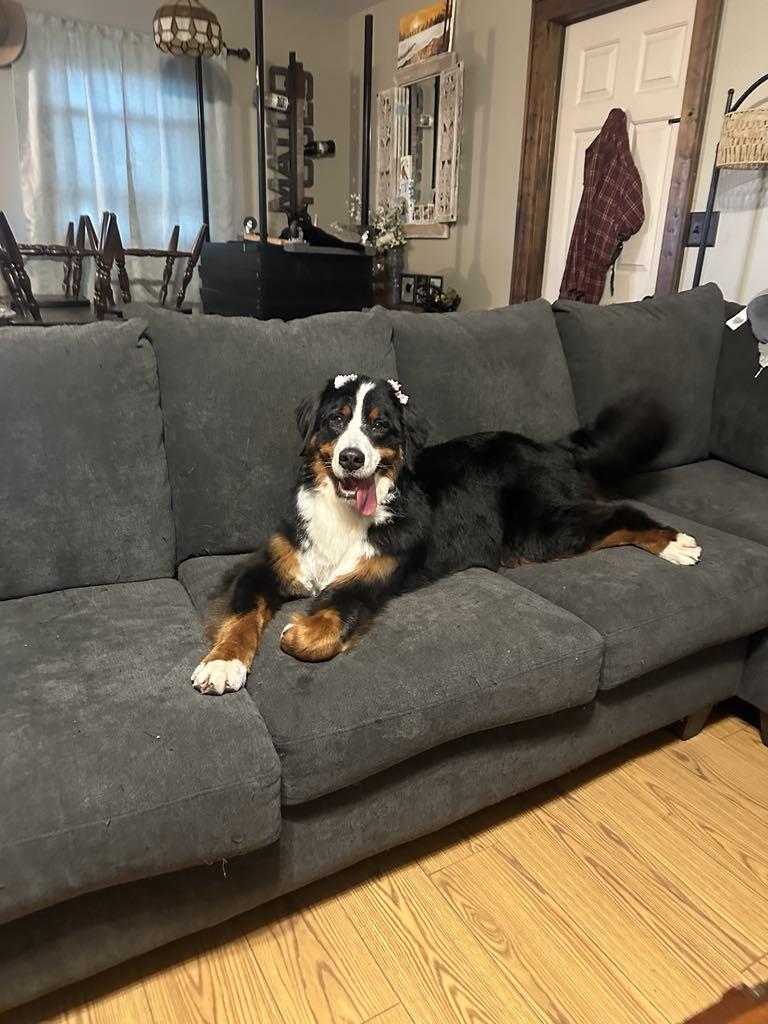 Roxy2, a Adopted Bernese Mountain Dog in Frenchtown , NJ image 2/3