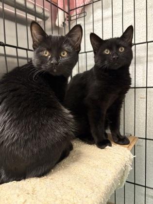 Licorice, Adoptable, Kitten Female Domestic Short Hair & Domestic Short Hair.