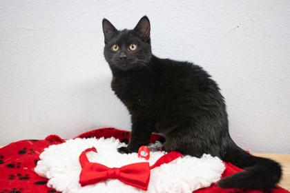 Enlarge Licorice, a Adoptable mixed breed in Lebec, CA image 1/3