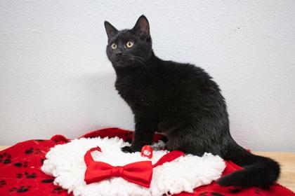 Enlarge Licorice, a Adoptable mixed breed in Lebec, CA image 3/3
