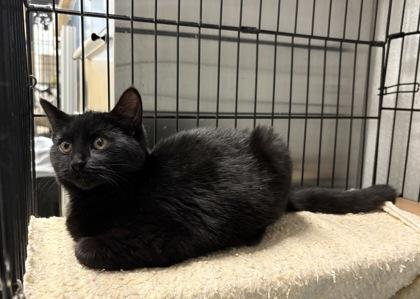 Enlarge Licorice, a Adoptable mixed breed in Lebec, CA image 3/3