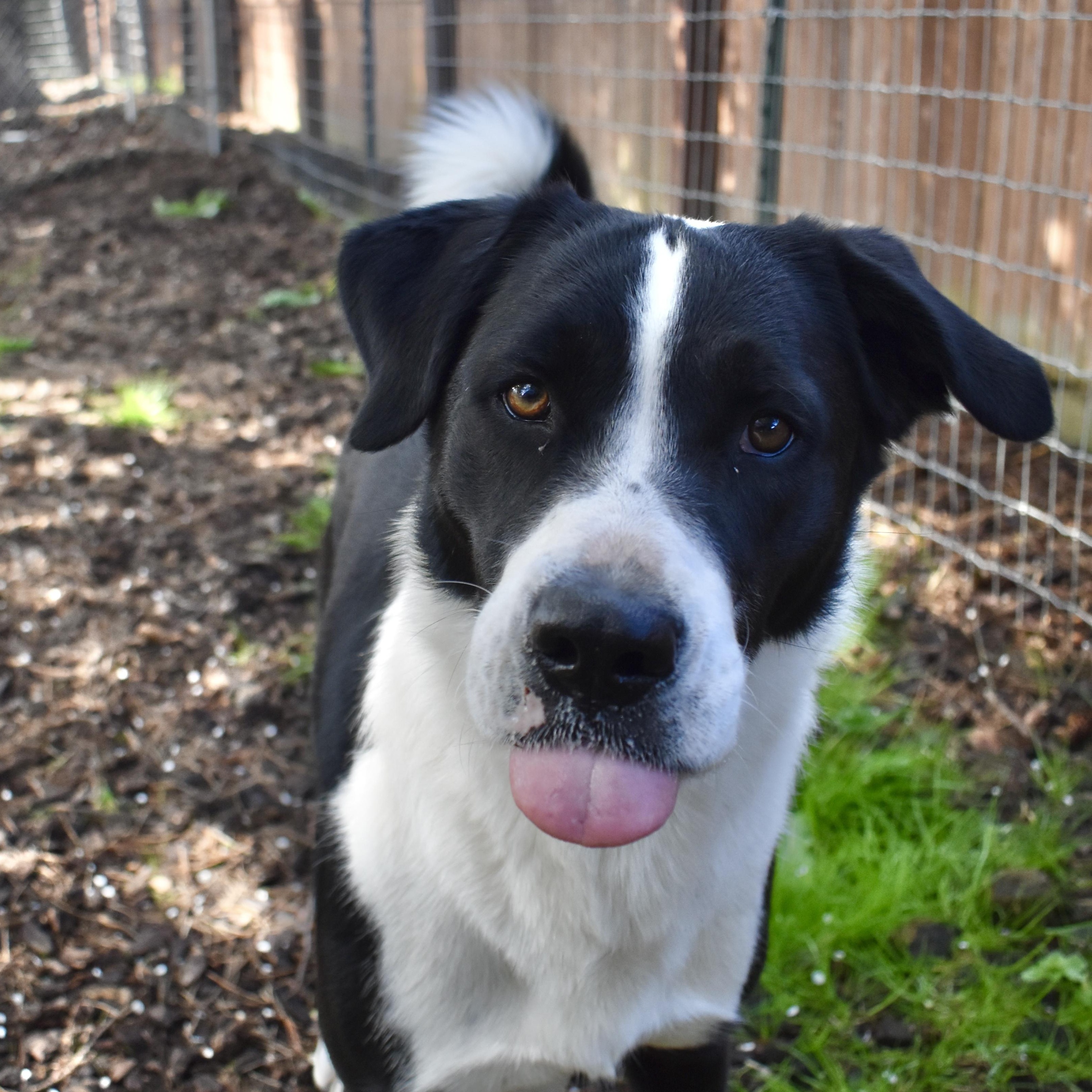 Skippy, Adoptable, Adult Male Husky & Boxer.