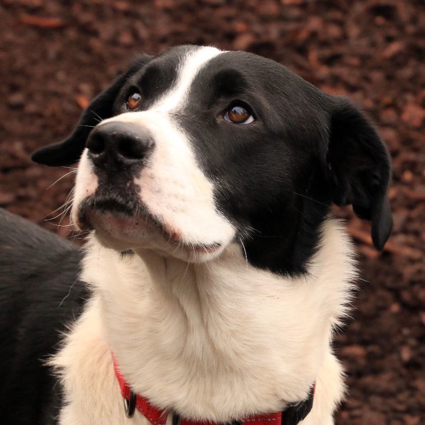 Skippy, a Adoptable mixed breed in Sequim, WA image 3/6