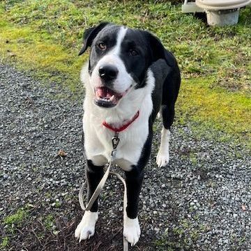 Skippy, a Adoptable mixed breed in Sequim, WA image 4/6