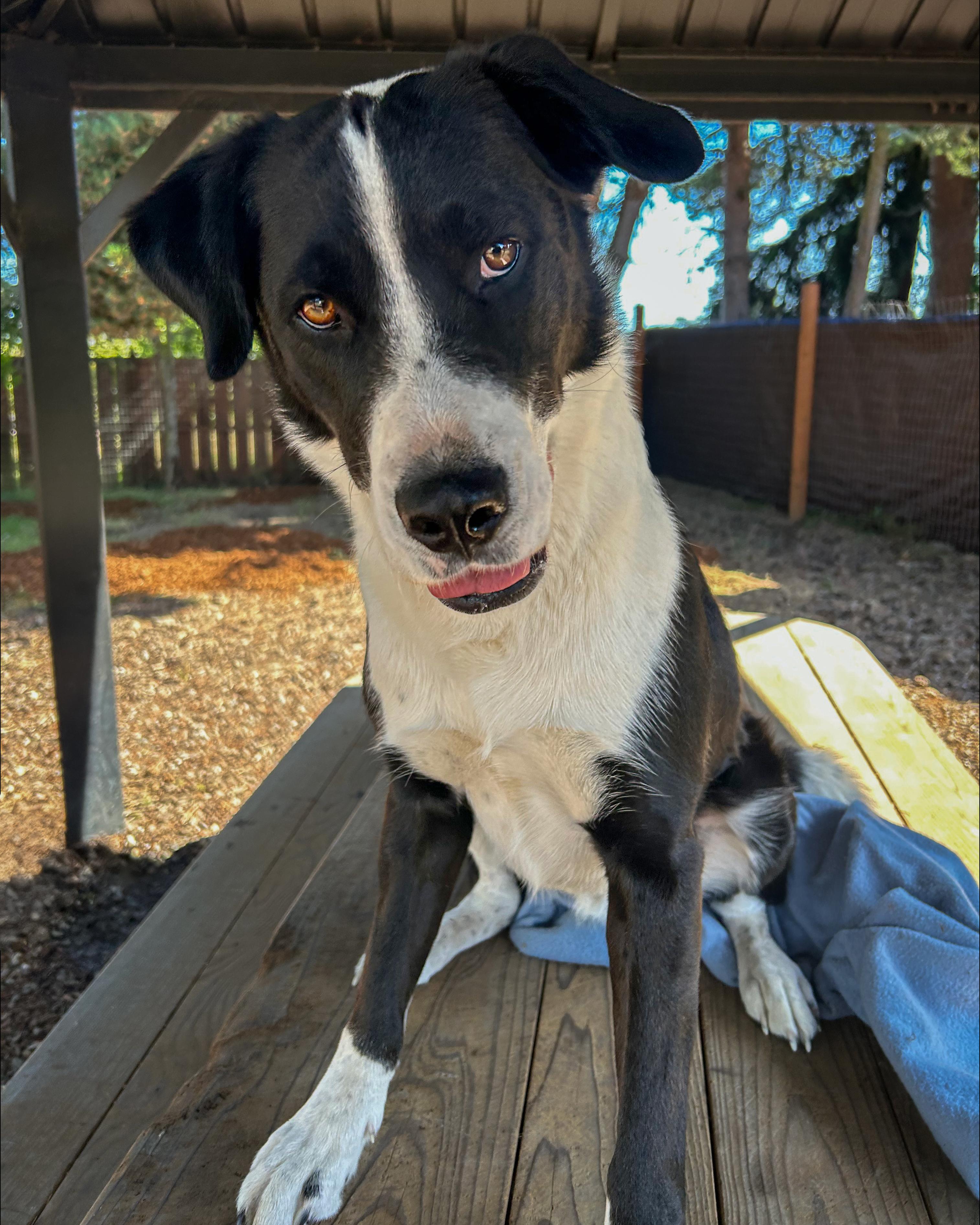 Enlarge Skippy, a Adoptable mixed breed in Sequim, WA image 2/6