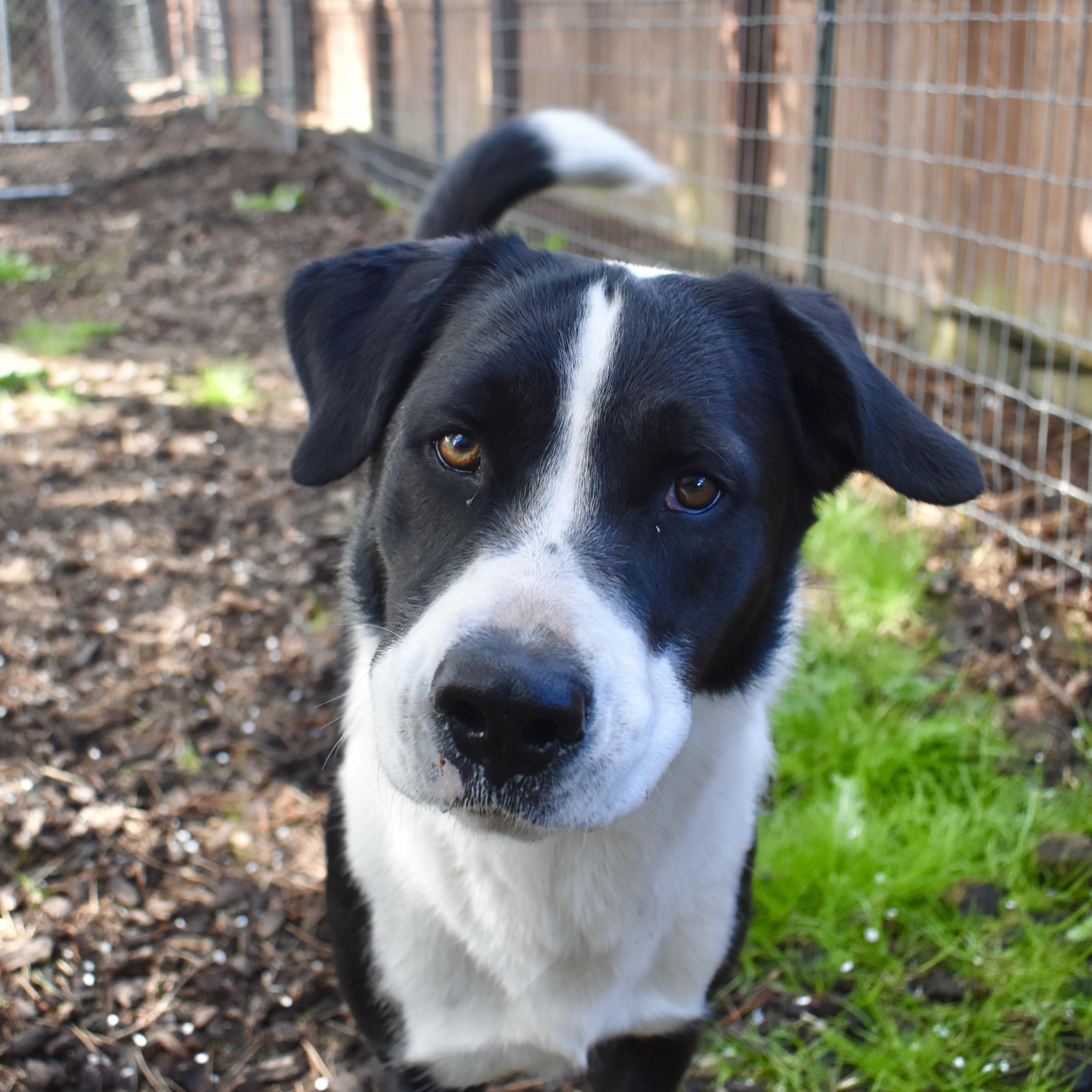 Skippy, a Adoptable mixed breed in Sequim, WA image 2/6