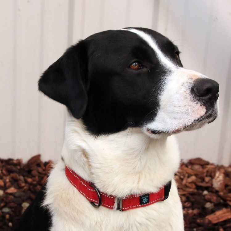 Skippy, a Adoptable mixed breed in Sequim, WA image 6/6