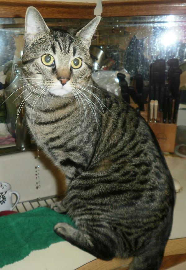 Gabe, Adoptable, Adult Male Domestic Short Hair.