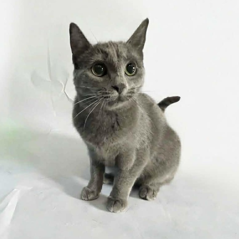 LITTLE PETE, a ADOPTABLE Domestic Short Hair in Tillsonburg, ON image 1/2