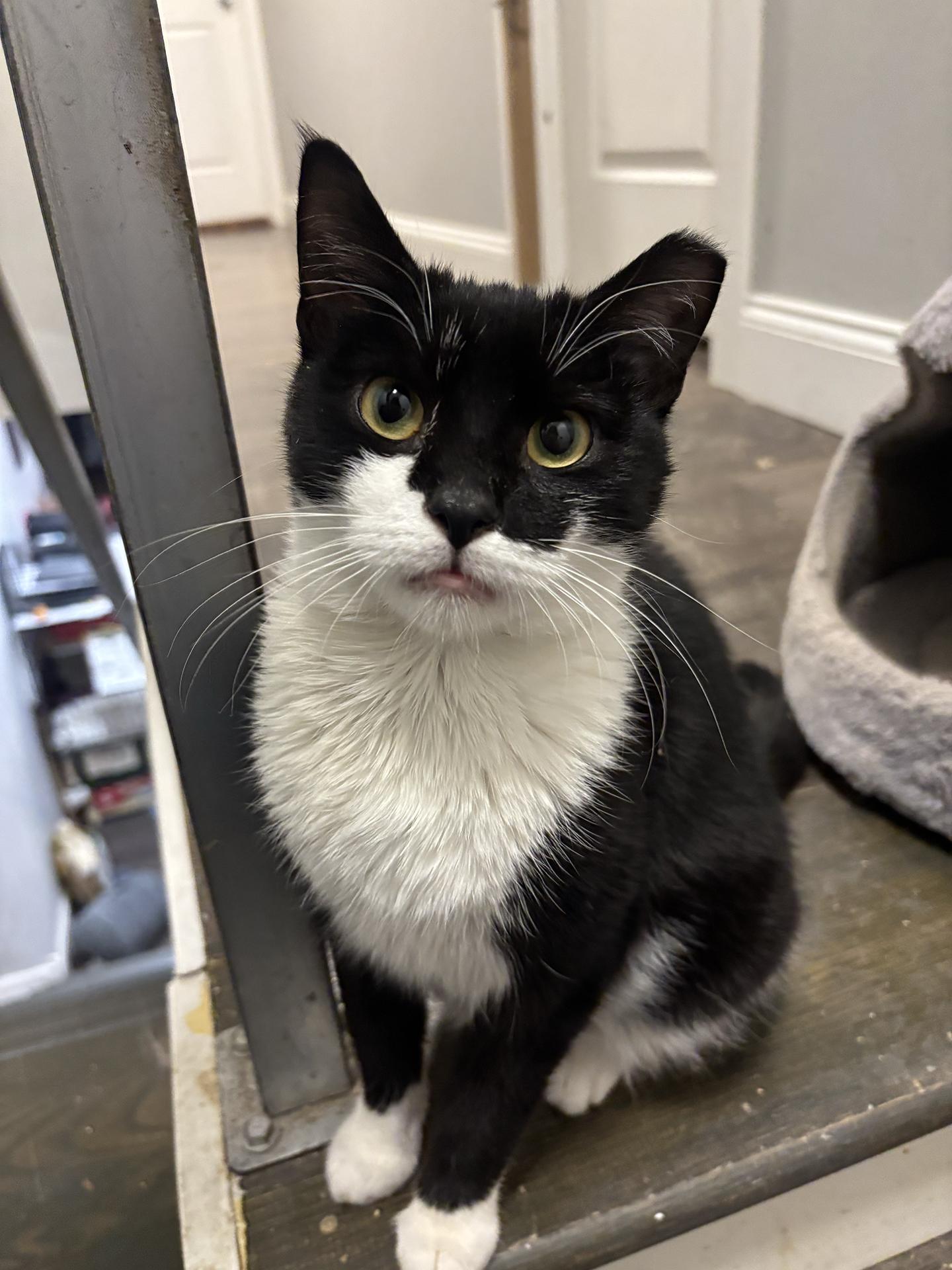 Sabrina Hobart, adopted, Young Female Domestic Short Hair.