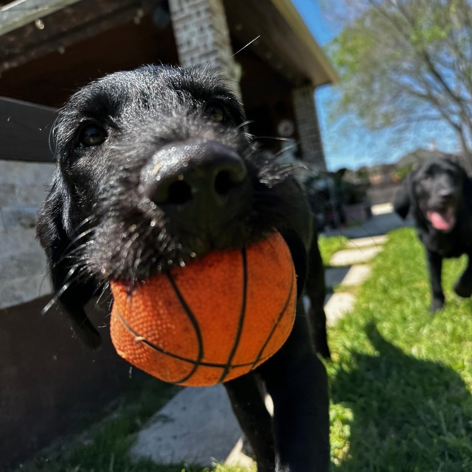 Enlarge Maverick , a ADOPTABLE mixed breed in Jay, NY image 4/5