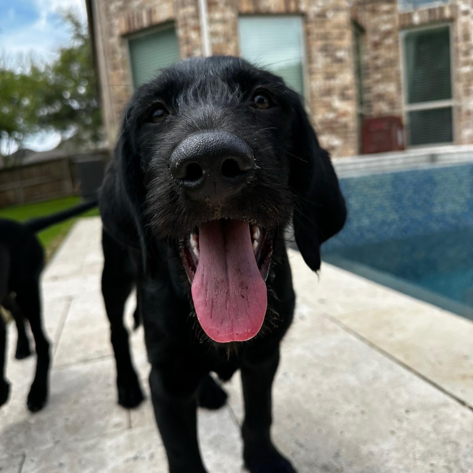 Enlarge Maverick , a ADOPTABLE mixed breed in Jay, NY image 2/5