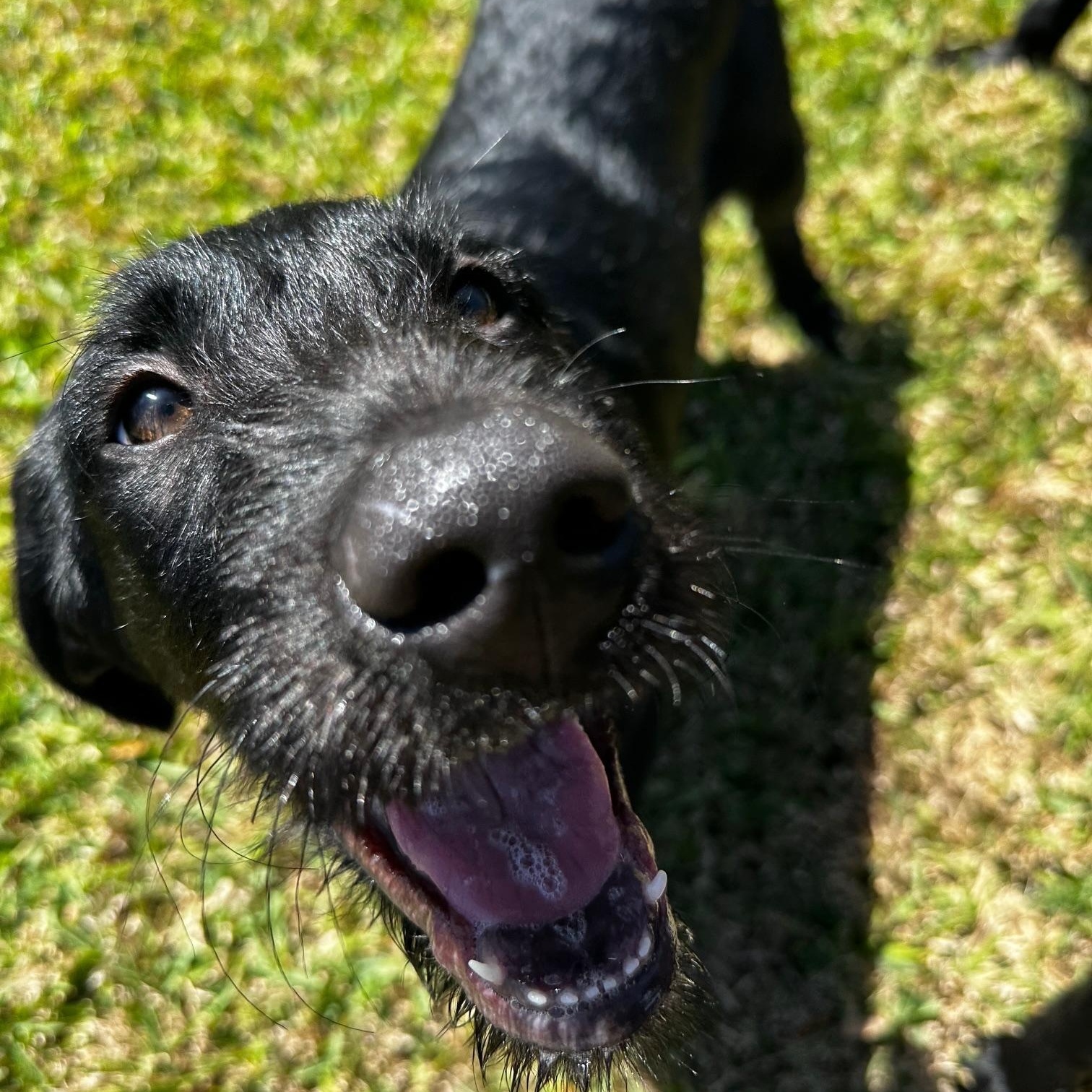 Enlarge Maverick , a ADOPTABLE mixed breed in Jay, NY image 5/5