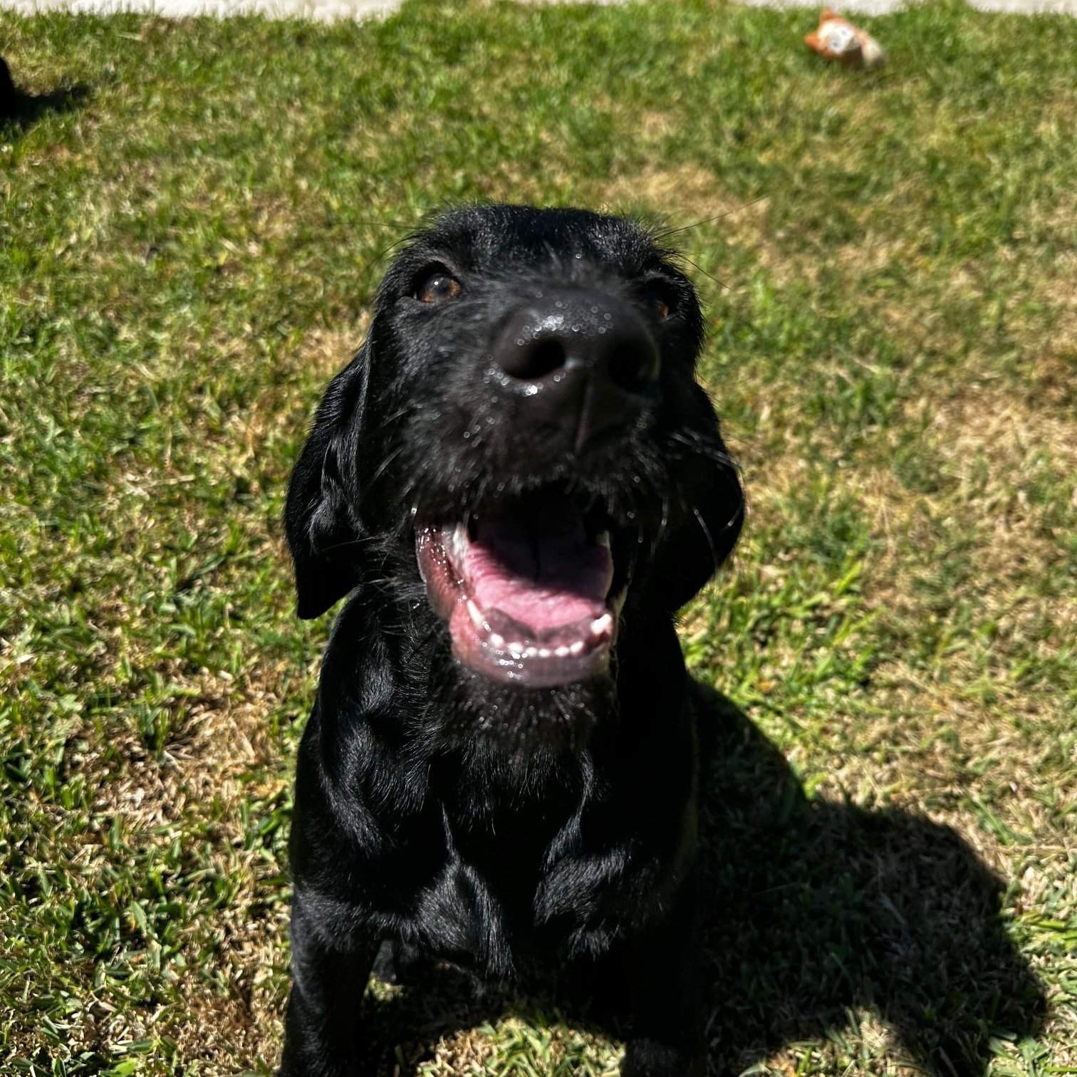 Enlarge Maverick , a ADOPTABLE mixed breed in Jay, NY image 3/5