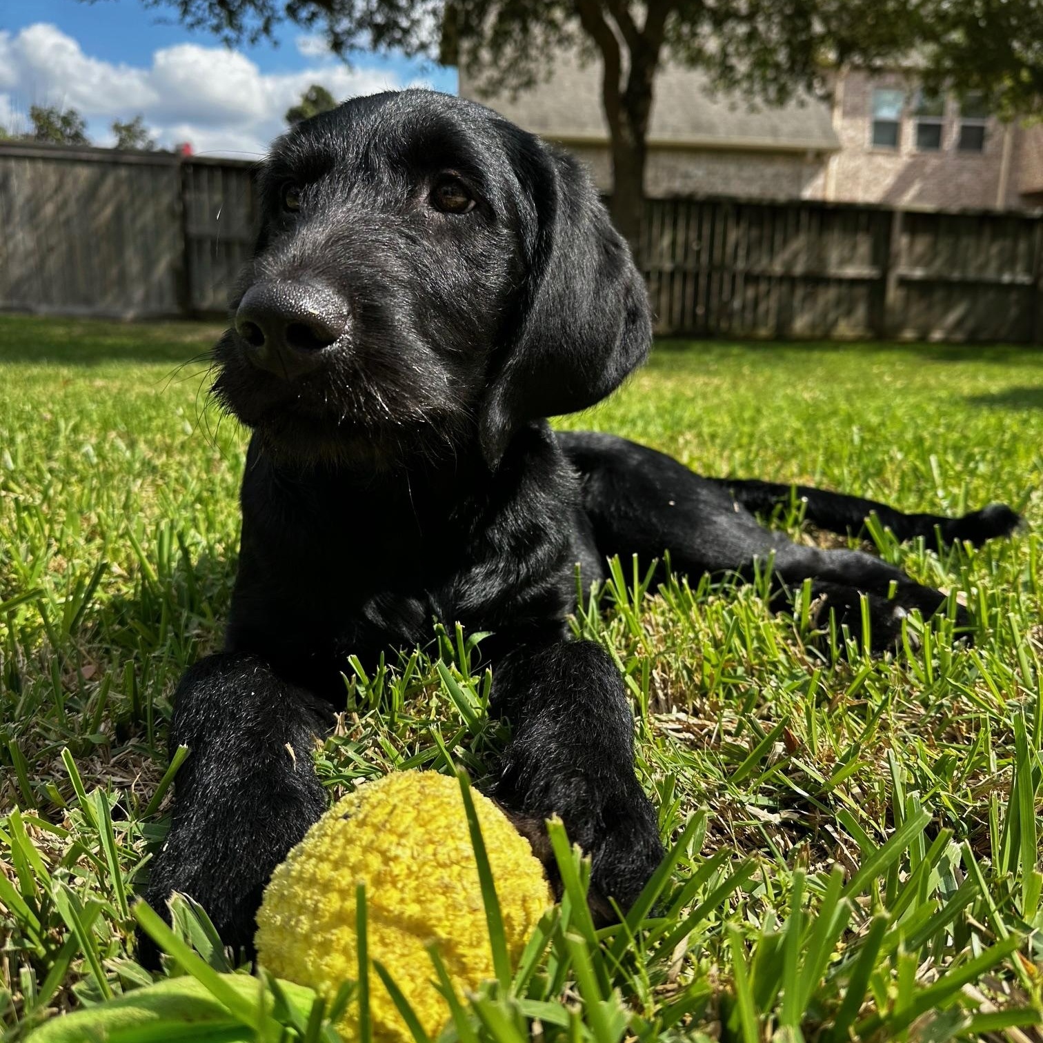 Maverick , ADOPTABLE, Puppy Male Black Labrador Retriever & Labradoodle.