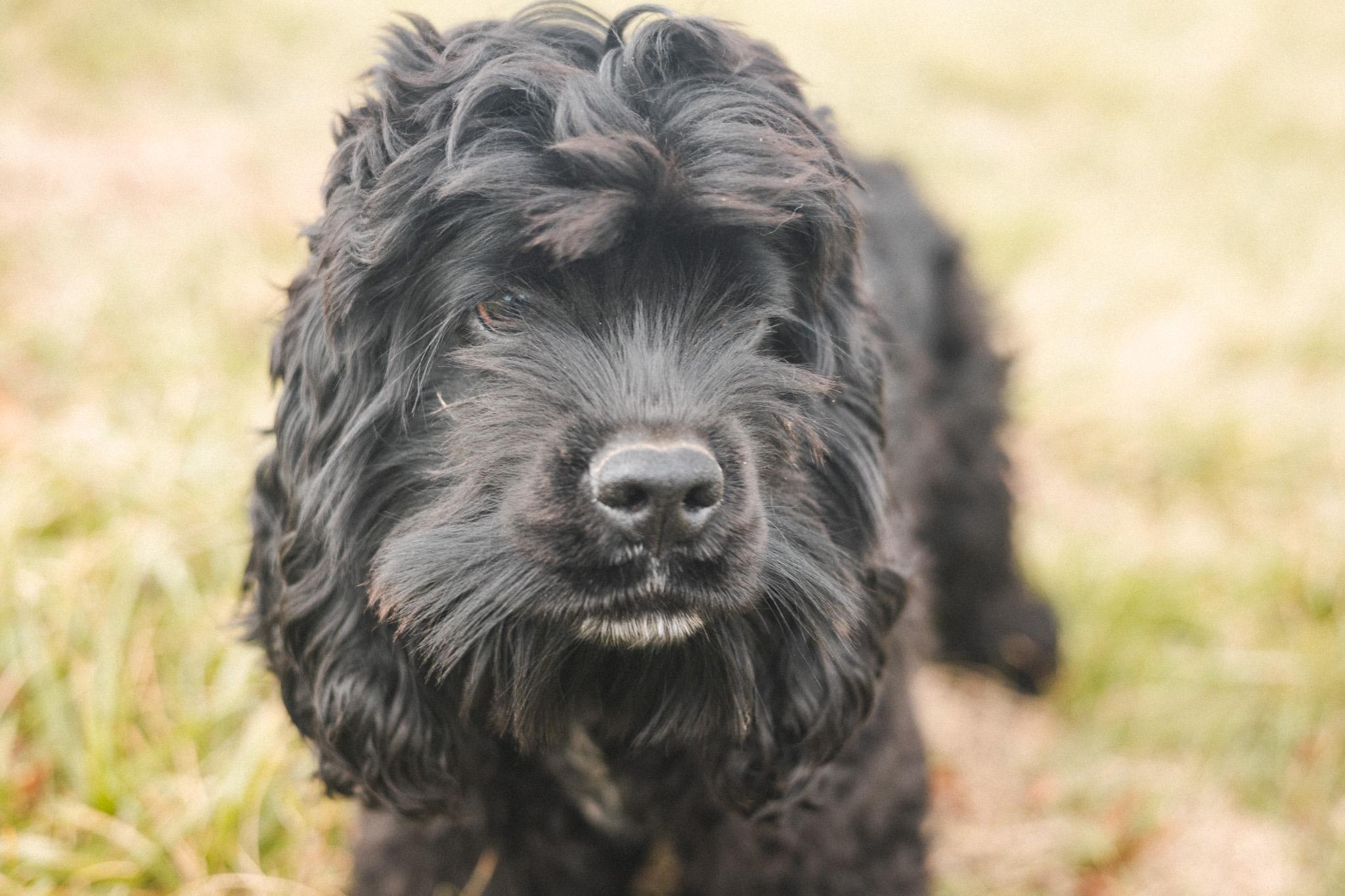 Enlarge Fitz - Transport, a Adoptable Cocker Spaniel in Wilmington, OH image 4/6