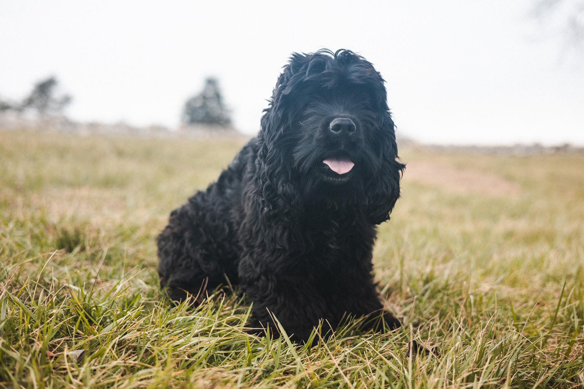Enlarge Fitz - Transport, a Adoptable Cocker Spaniel in Wilmington, OH image 1/6