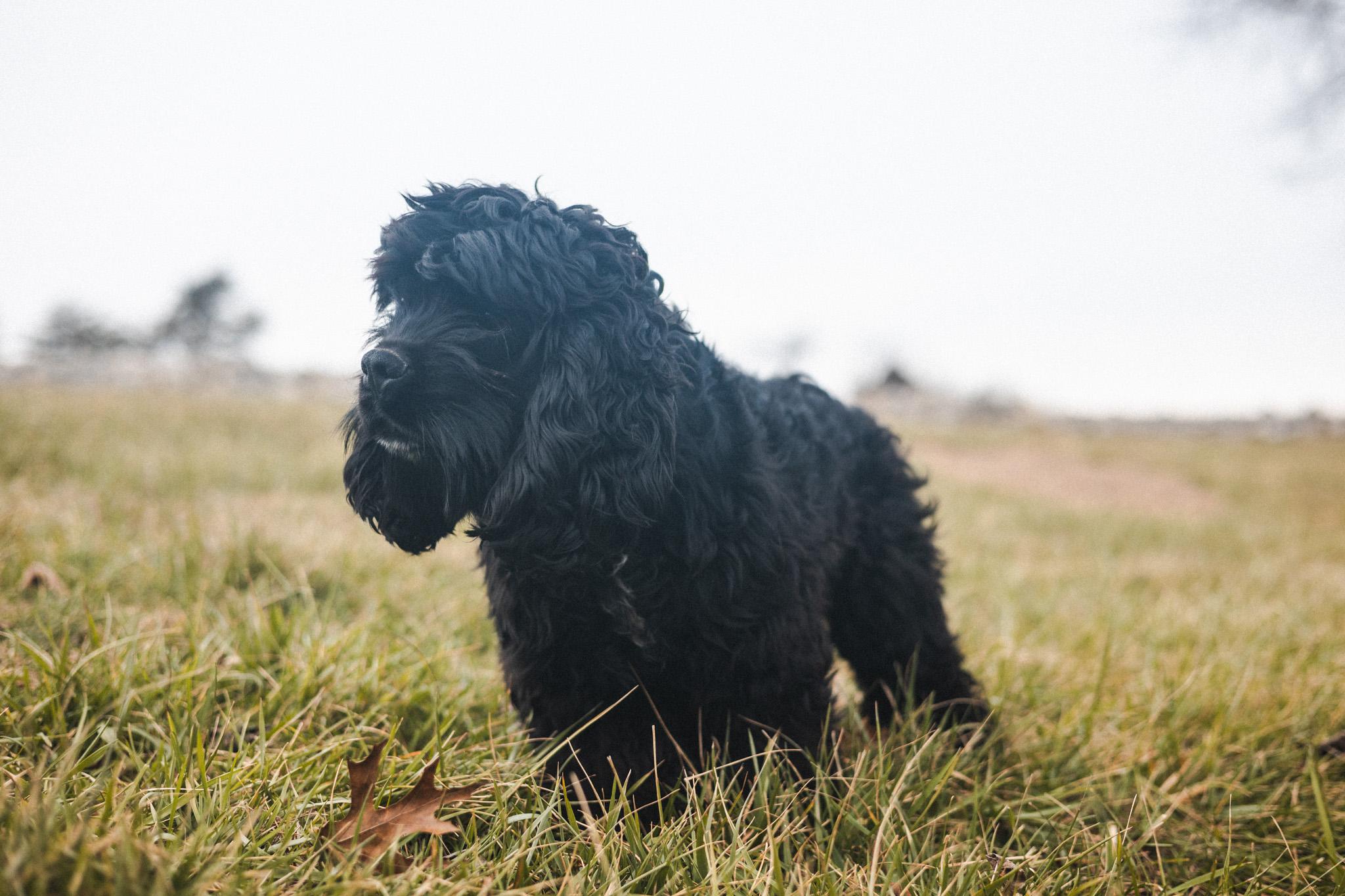 Enlarge Fitz - Transport, a Adoptable Cocker Spaniel in Wilmington, OH image 3/6