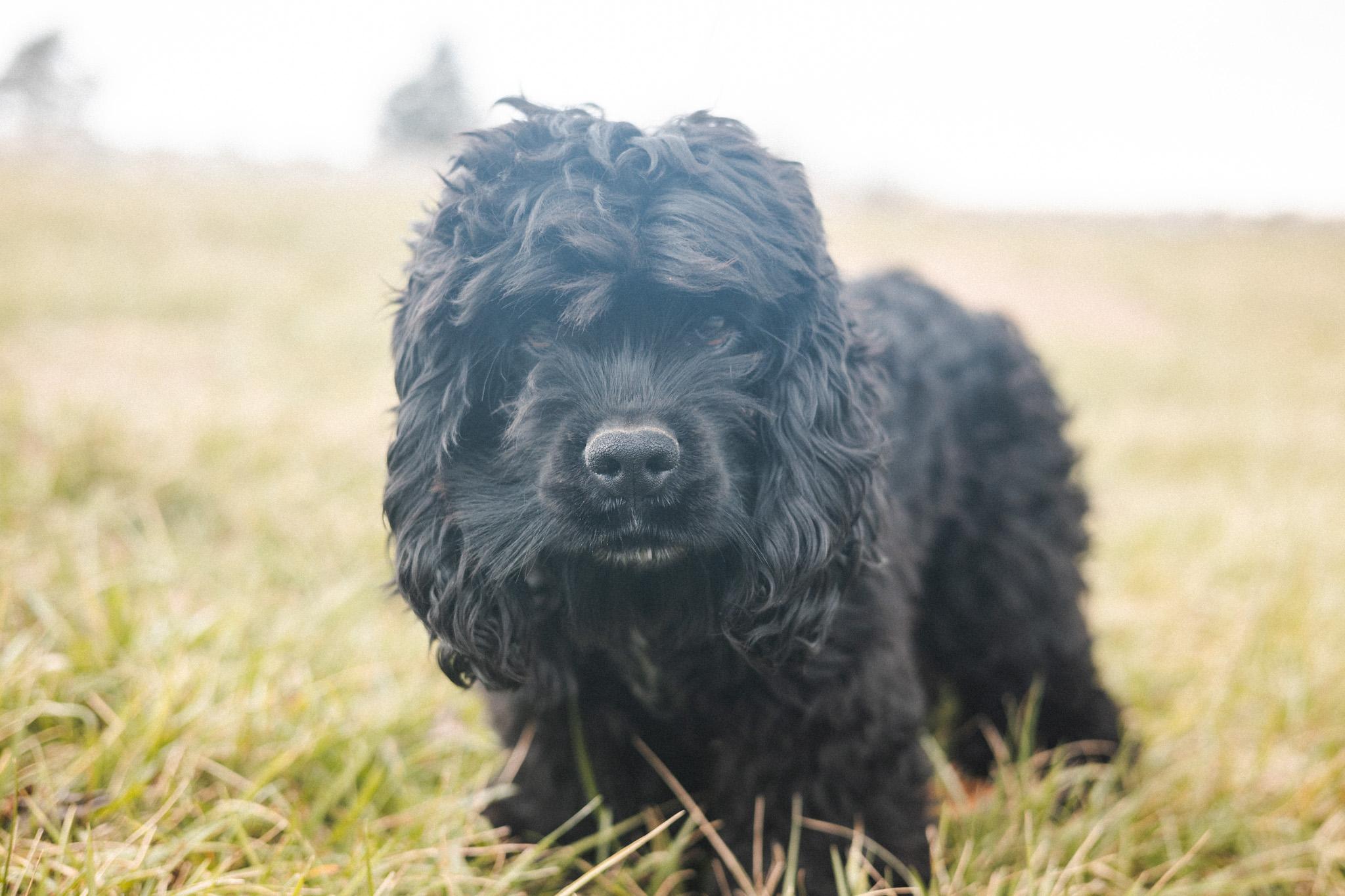 Enlarge Fitz - Transport, a Adoptable Cocker Spaniel in Wilmington, OH image 2/6