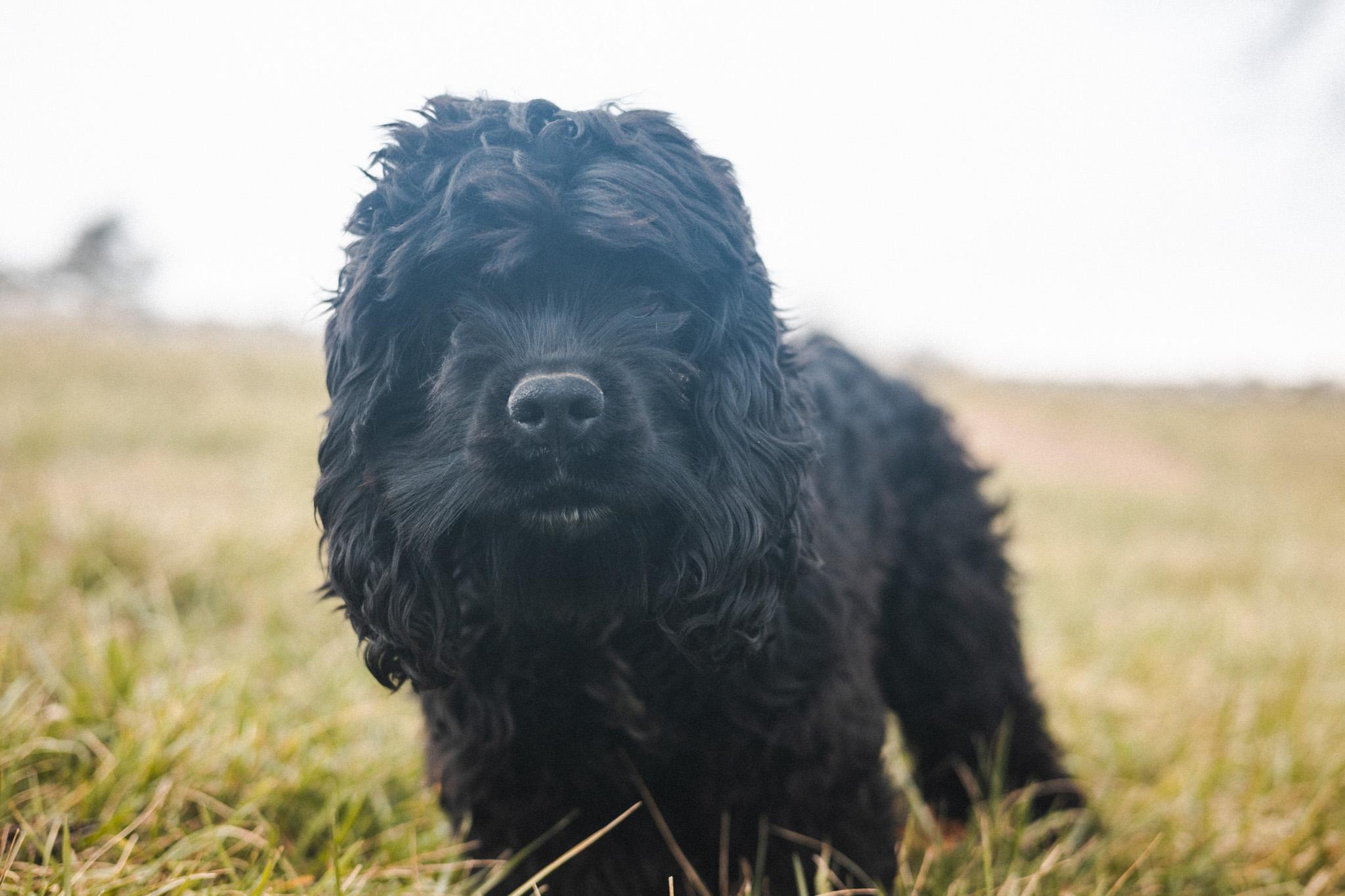 Enlarge Fitz - Transport, a Adoptable Cocker Spaniel in Wilmington, OH image 5/6