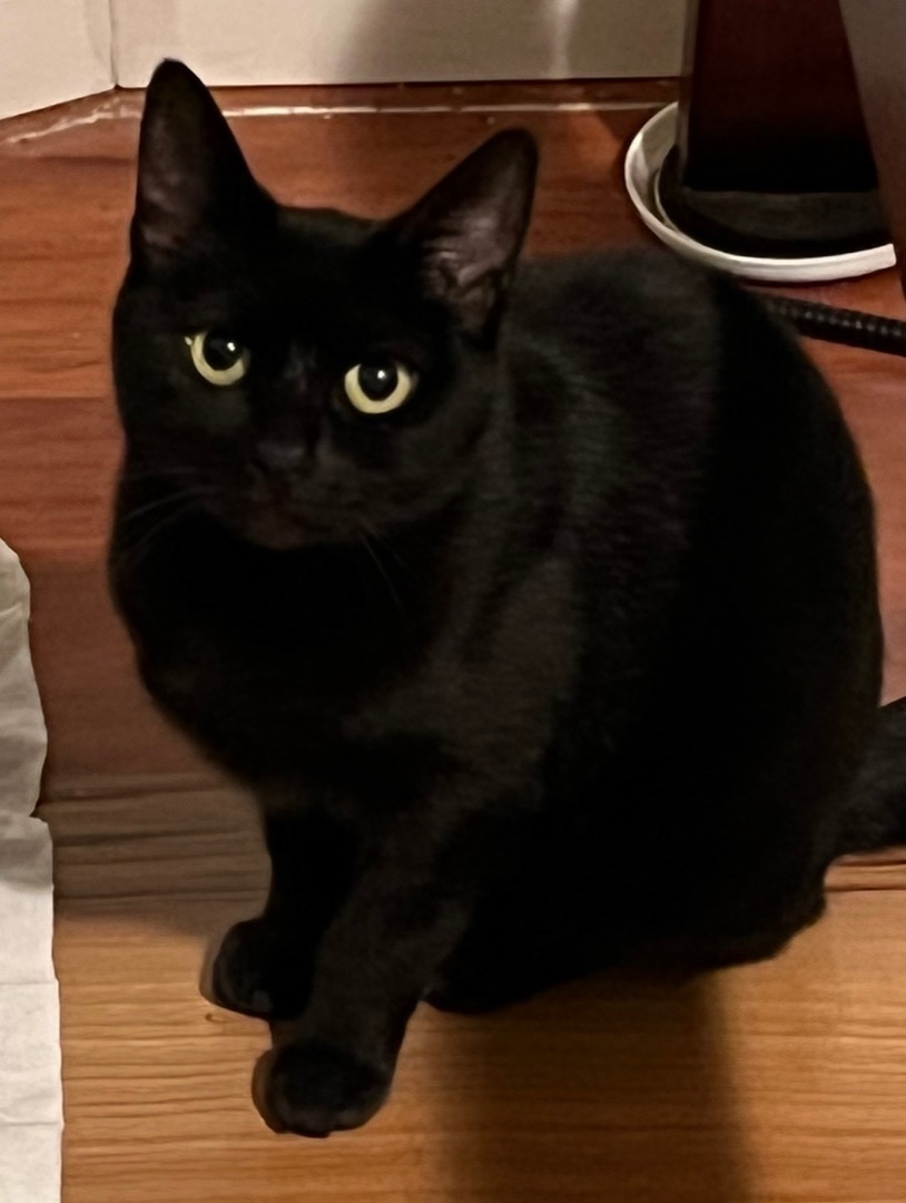 Enlarge Clover, a Adoptable Domestic Short Hair in Los Angeles, CA image 2/6