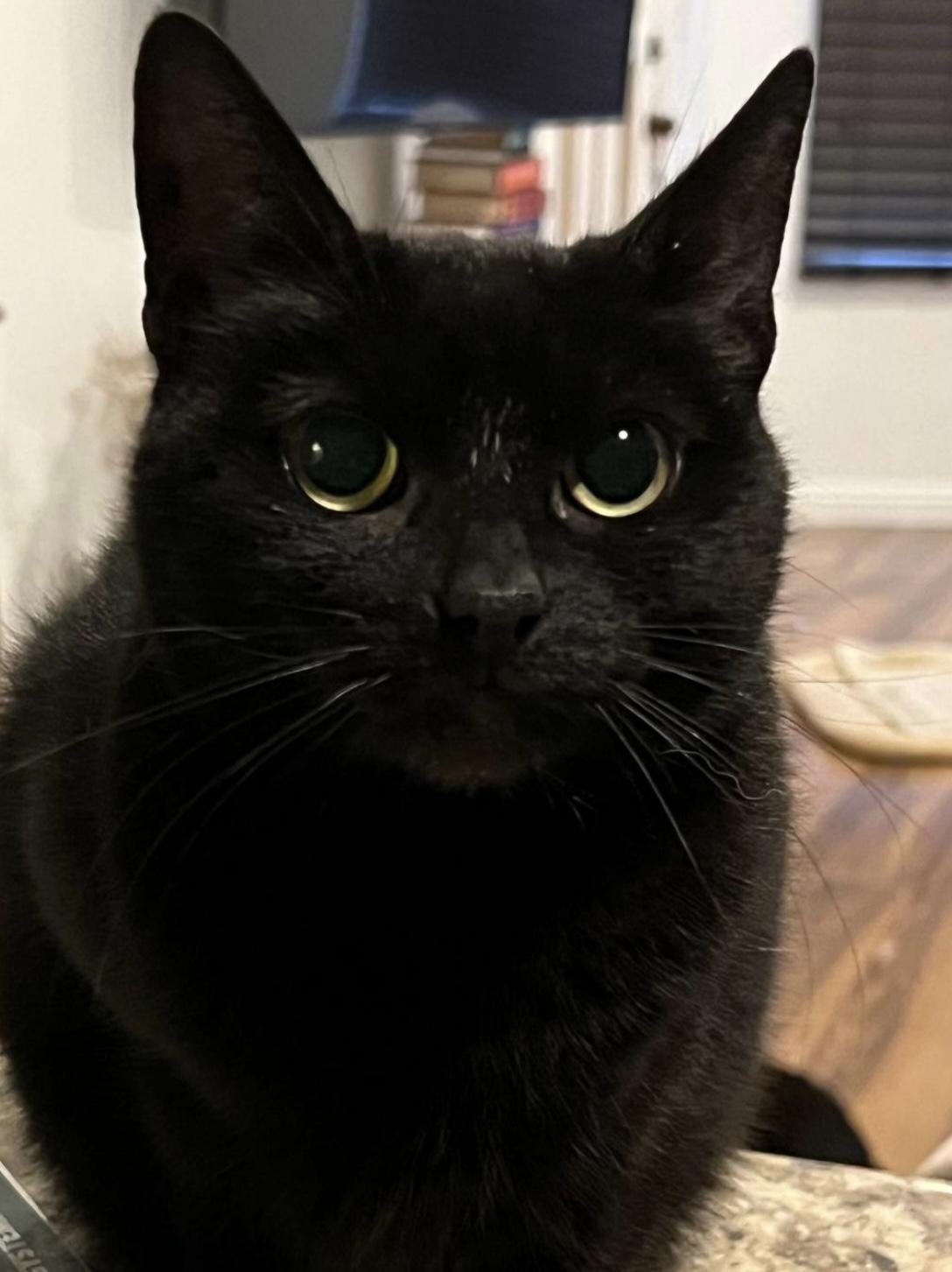 Clover Domestic Short Hair Cat