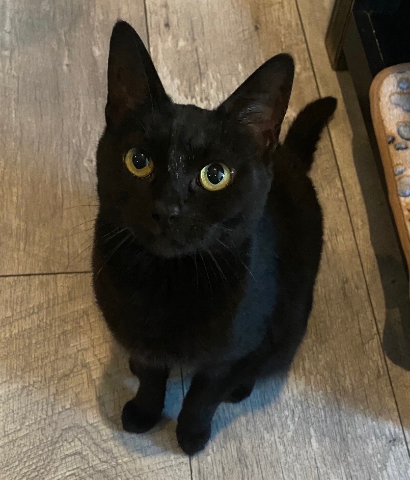 Enlarge Clover, a Adoptable Domestic Short Hair in Los Angeles, CA image 3/6