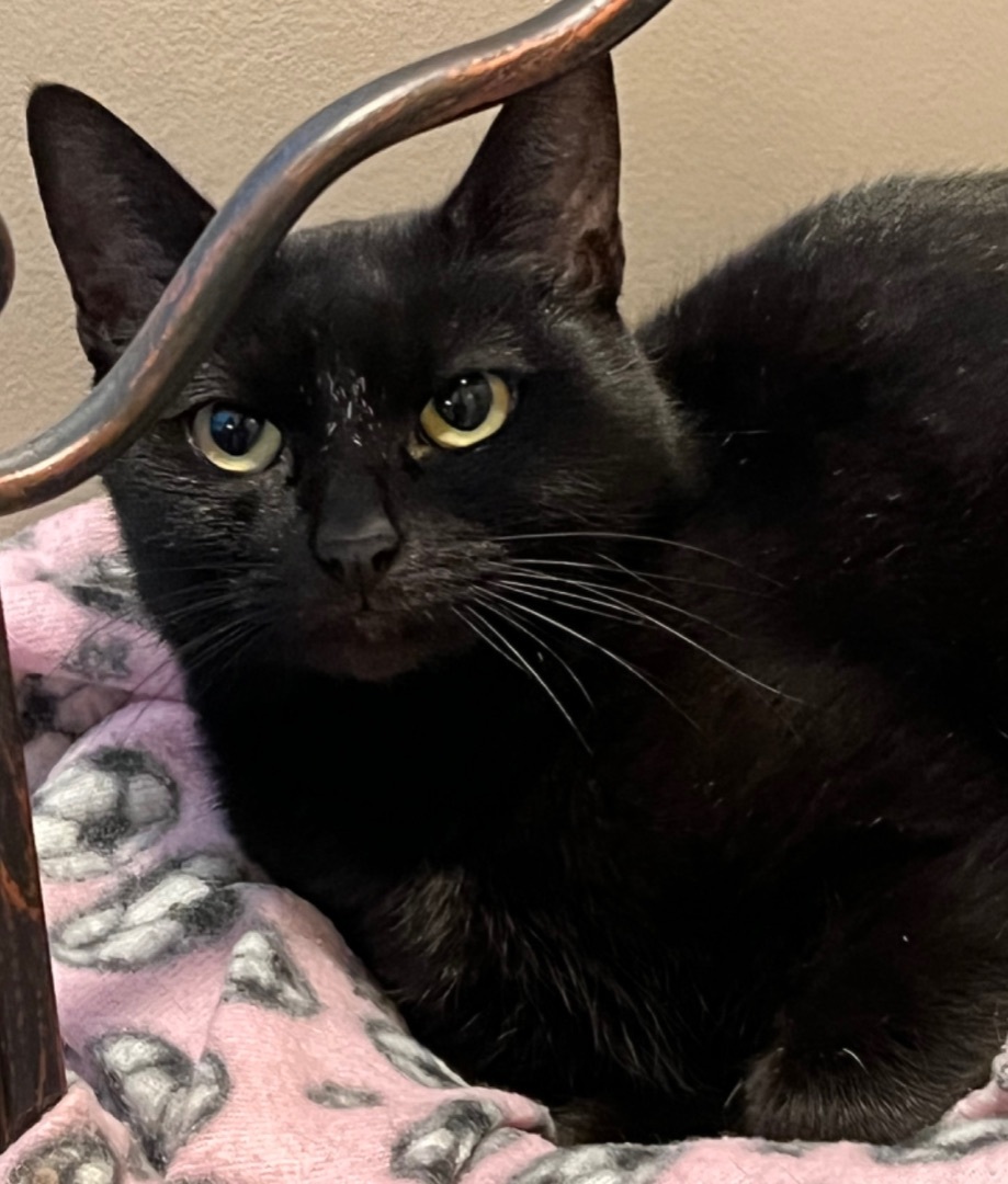 Enlarge Clover, a Adoptable Domestic Short Hair in Los Angeles, CA image 4/6