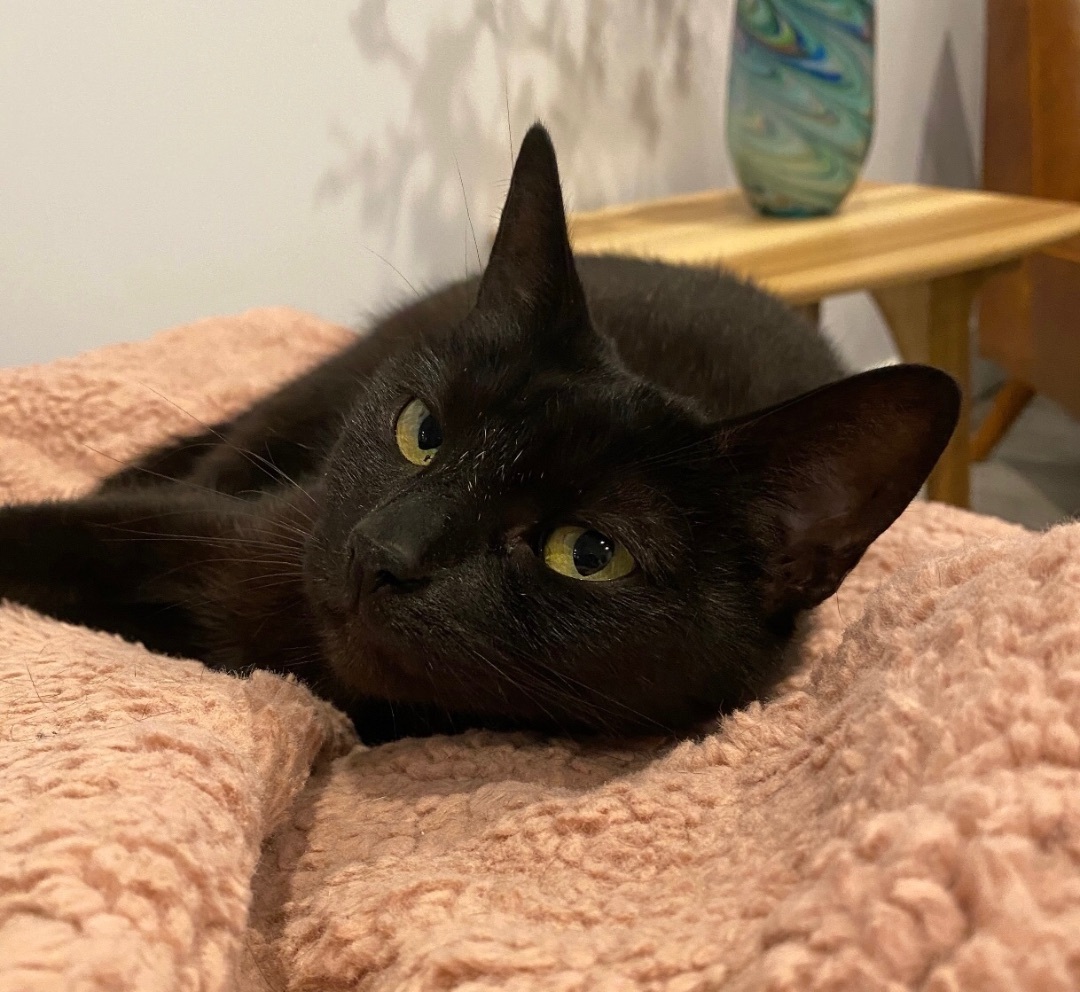 Enlarge Clover, a Adoptable Domestic Short Hair in Los Angeles, CA image 5/6