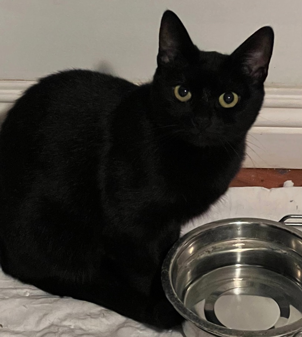 Enlarge Clover, a Adoptable Domestic Short Hair in Los Angeles, CA image 6/6