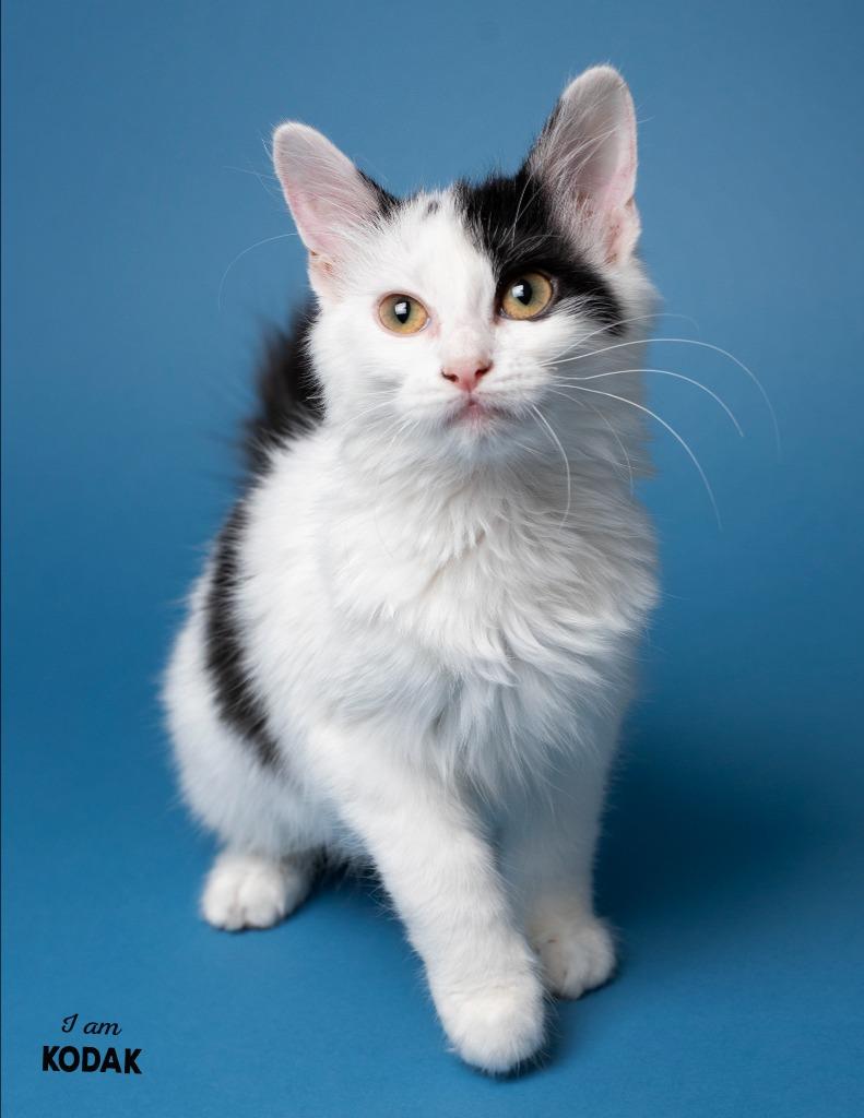 Enlarge Kodak, a Adoptable mixed breed in Boone, IA image 1/3