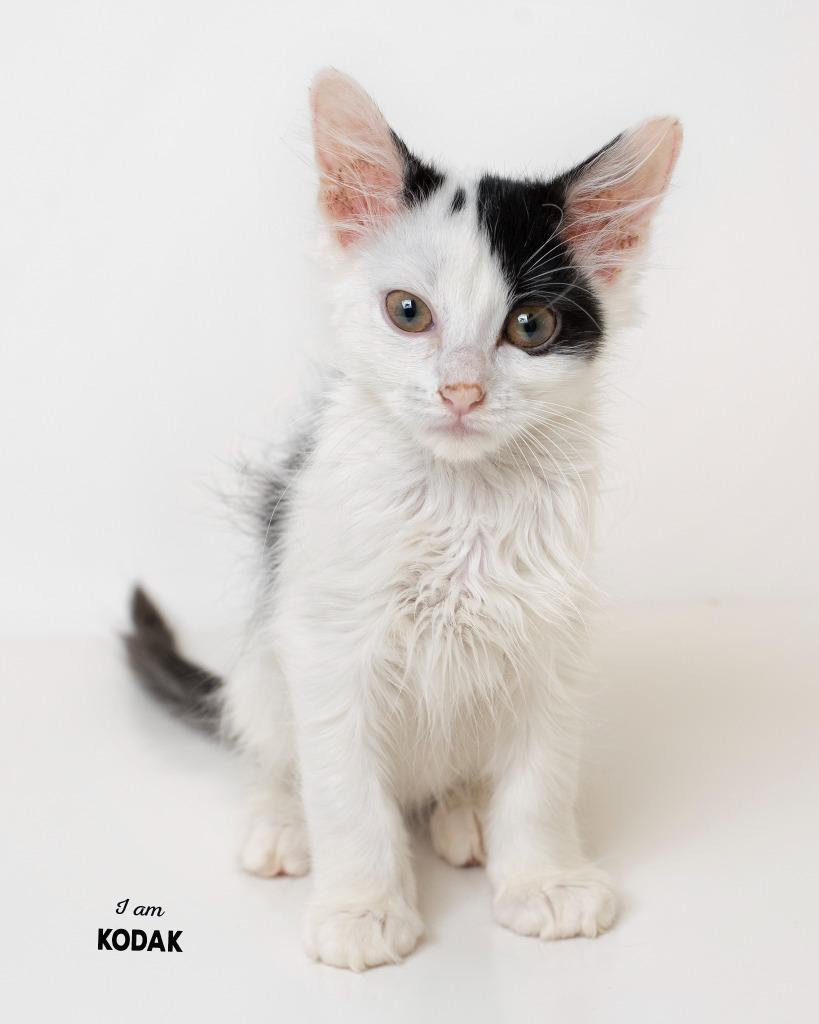Enlarge Kodak, a Adoptable mixed breed in Boone, IA image 2/3