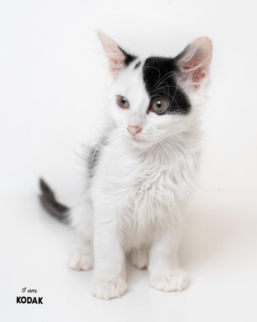 Enlarge Kodak, a Adoptable mixed breed in Boone, IA image 3/3