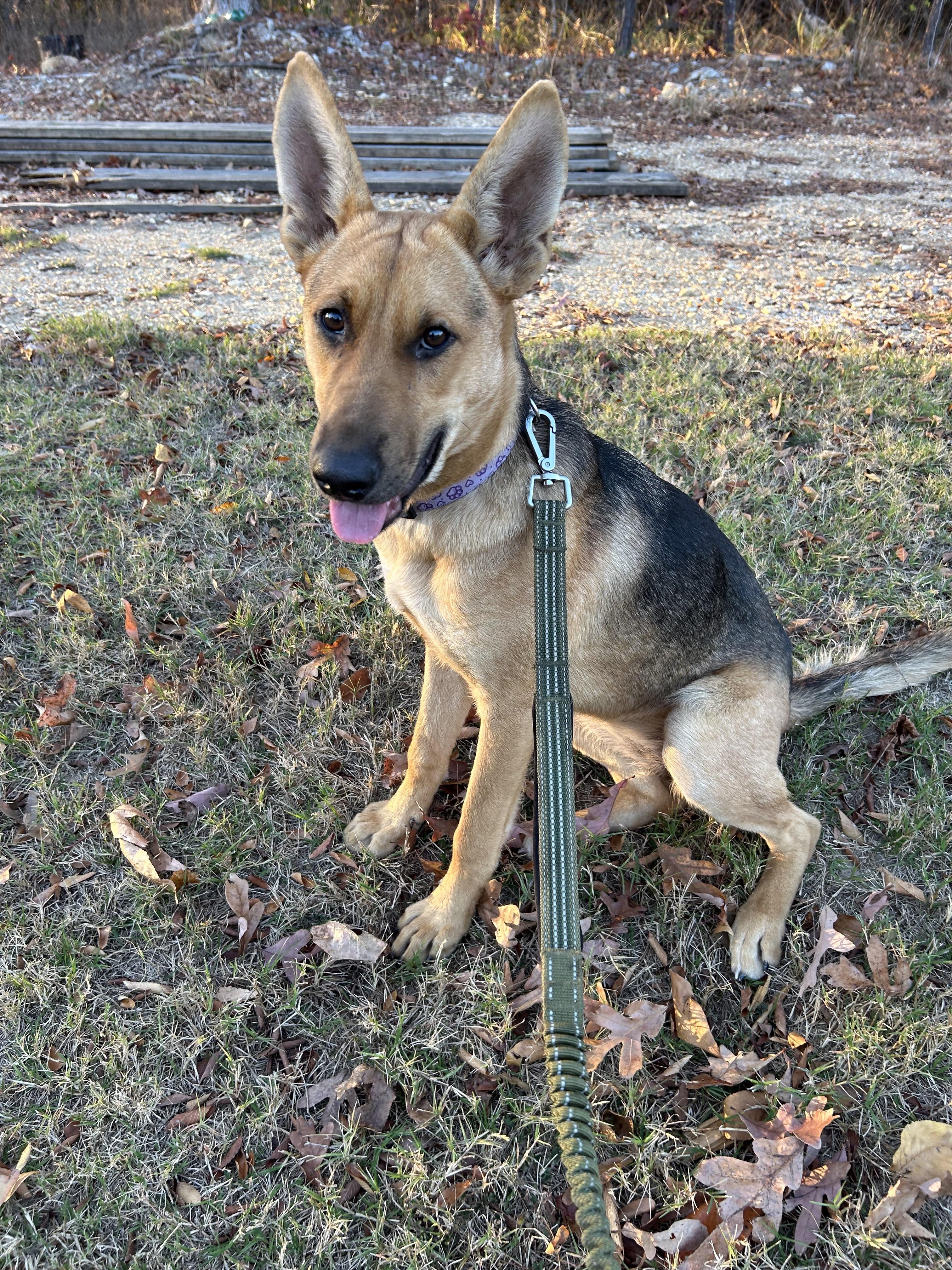 JUNE , adopted, Young Female Shepherd.