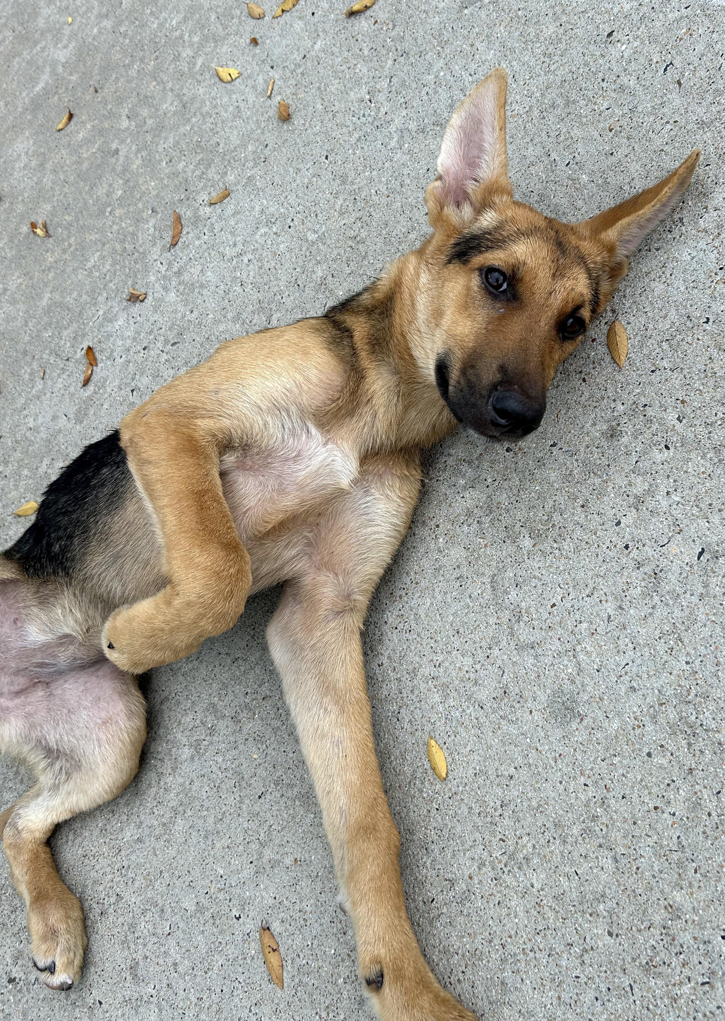 JUNE , an adopted mixed breed in Falmouth, ME image 4/4